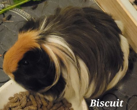 Galerie glücklicher Meerschweinchen